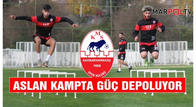 Aslan Kampta Güç Depoluyor