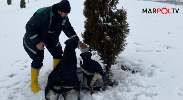 Büyükşehir’den Sokak Hayvanları İçin 1 Ton Mama