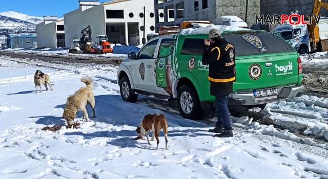Kahramanmaraş'ta polis sokak hayvanlarını yalnız bırakmadı