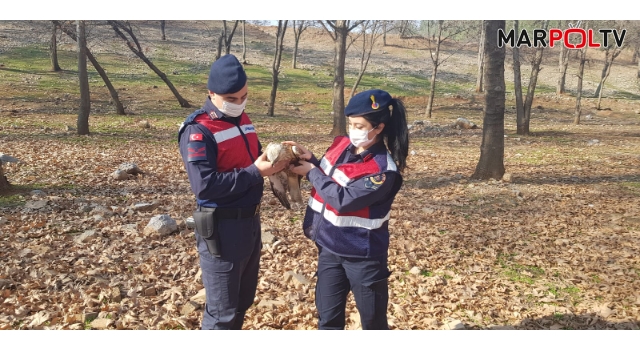 Yaralı şahine jandarma sahip çıktı