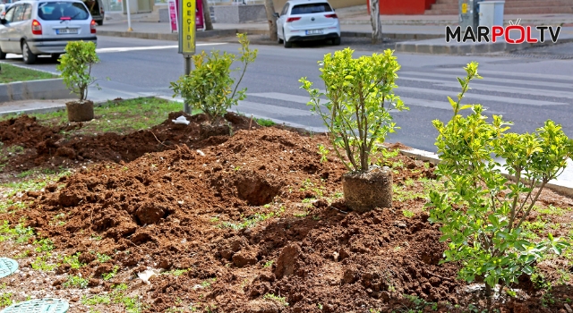 Cadde ve Bulvarlar Bitkilerle Donatılıyor