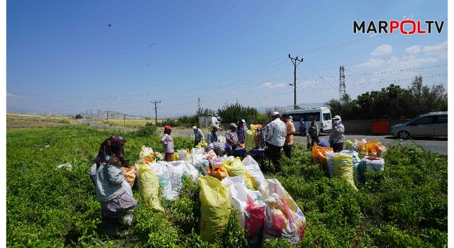 Büyükşehir’in Fide Desteği Çiftçiye Bereket Oldu