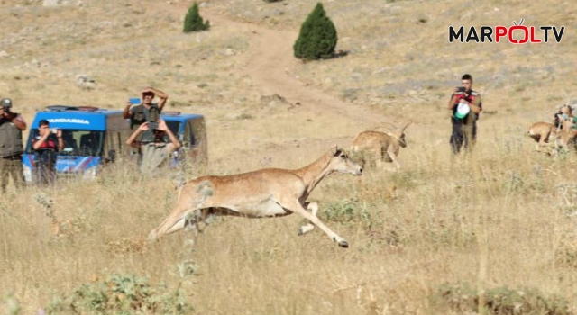 Kahramanmaraş'ta 28 adet dağ keçisi doğaya salındı