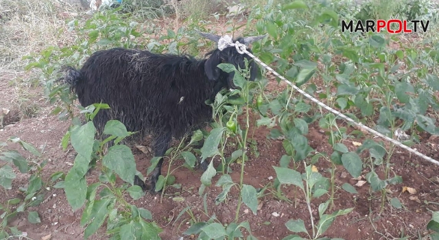 Bataklığa Saplanan Keçiye İtfaiyenin Şefkat Eli Uzandı