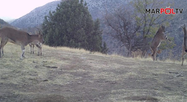 Kahramanmaraş’ta yaban hayatı foto kapana yansıdı