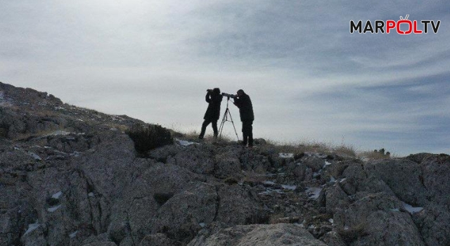 Kahramanmaraş’ta koruma altındaki hayvanları avlayanlara ceza yağdı