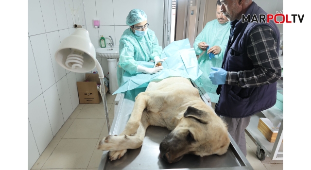 Sokak hayvanlarında kısırlaştırma ve aşılama devam ediyor