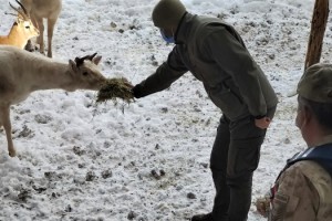 Jandarma geyikleri eliyle besledi