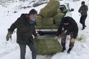 Kahramanmaraş’ta yaban keçileri için yonca bırakıldı