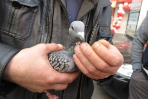 Yaralı güvercine önce esnaf sonra polis sahip çıktı