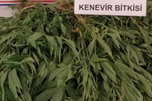 Evinde kenevir yetiştirdi jandarmaya yakalandı