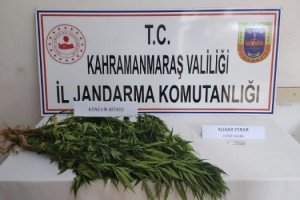 Jandarma kenevir yetiştiricilerini tek tek yakalıyor