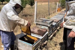Kahramanmaraş’ta binlerce bal arısı telef oldu