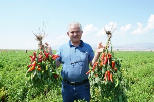 Çiftçi Fide Desteğinden Memnun