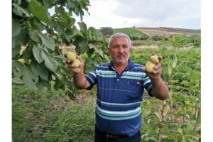 Kahramanmaraş'ın meşhur ‘Abbas İnciri’ hasadı başladı