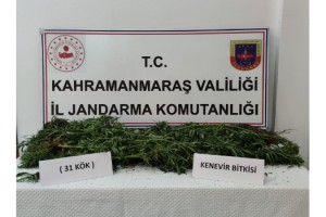 Evinde kenevir yetiştirdi jandarmaya yakalandı