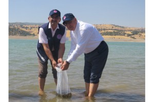 KARTALKAYA BARAJ GÖLÜNE YAVRU SAZAN BALIĞI BIRAKILDI