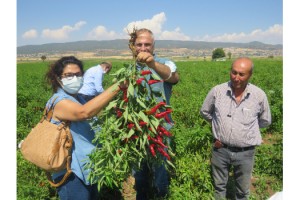 UYGULAMALI ÇİFTÇİ OKULUNDA KIRMIZIBİBER EĞİTİMİ GERÇEKLEŞTİRİLDİ