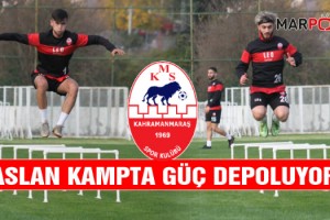 Aslan Kampta Güç Depoluyor