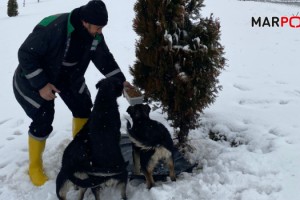 Büyükşehir’den Sokak Hayvanları İçin 1 Ton Mama