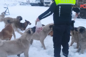 Jandarma sokak hayvanlarını besledi