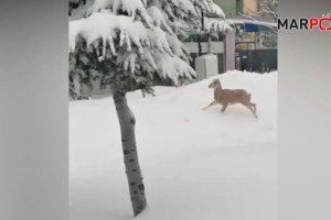 Nurhak’ta Aç Kalan Dağ Keçisi Şehir Merkezine İndi