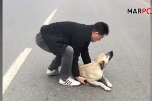 Yaralı köpeğe polis şefkati