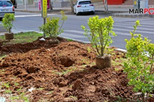 Cadde ve Bulvarlar Bitkilerle Donatılıyor