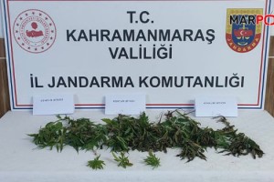 Kahramanmaraş’ta evinde kenevir yetiştiren şahıs yakalandı