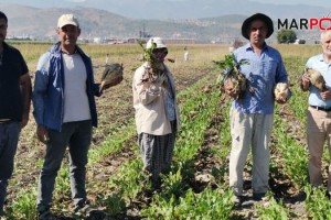 Kahramanmaraş’ta 14 bin 500 ton şeker üretildi