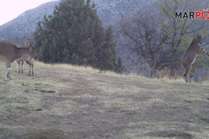 Kahramanmaraş’ta yaban hayatı foto kapana yansıdı