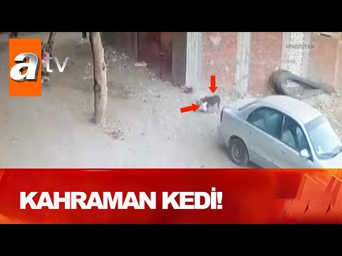 Çocuğun hayatını kedi kurtardı! - Atv Haber 17 Ekim 2020